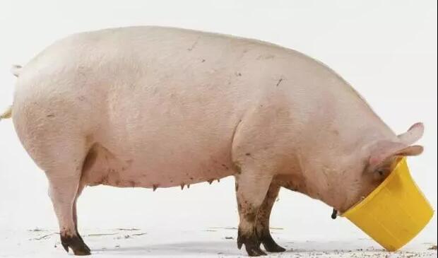 猪每天吃饲料,它营养均衡吗?