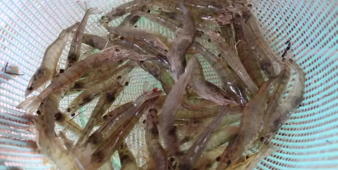 必藏南美白对虾纤毛虫症状及治疗方法