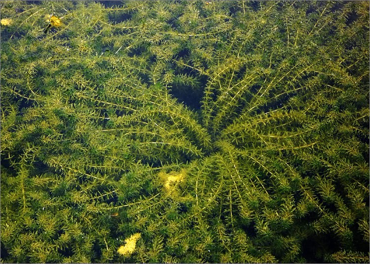 在家鱼繁殖季节,用树根水草在鱼池中设置鱼巢,让野杂鱼在鱼巢上产卵.