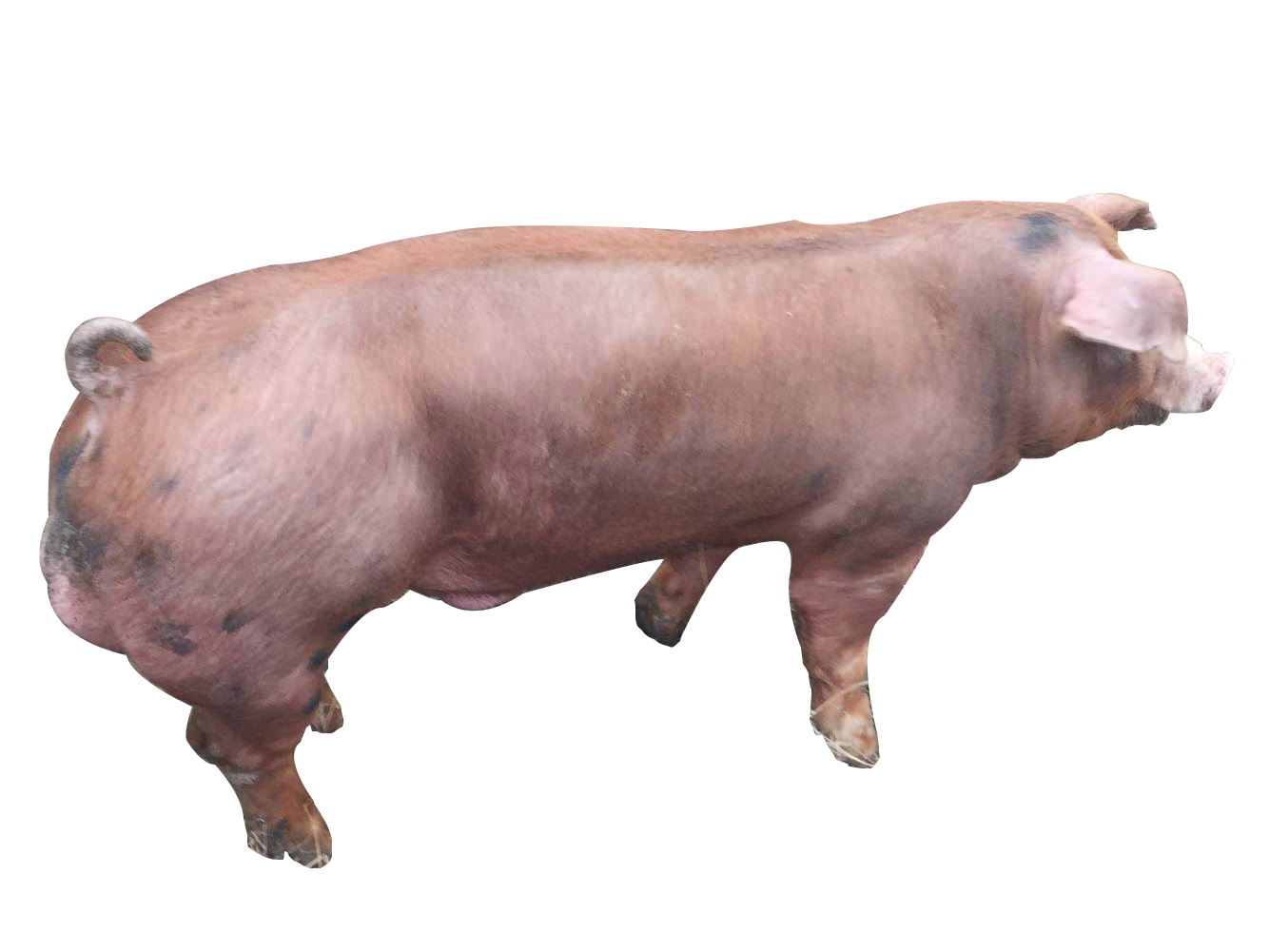 杜洛克种猪 加系种猪 四川天兆猪业股份有限公司