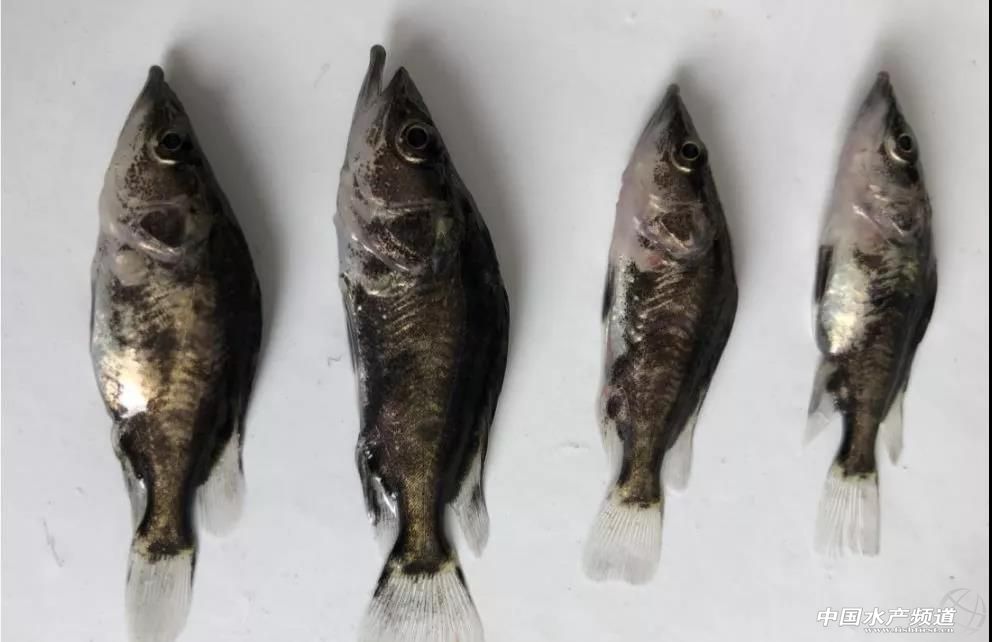 鳜鱼"睡觉病"真的让人束手无策吗?