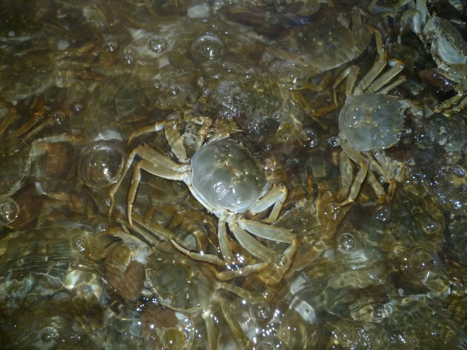 河蟹养殖池塘底质要求及前期改良方法