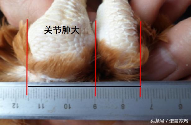 跛行或长卧不起,渐进性消廋,腿肌和胸肌萎缩,排尿酸盐稀便,多见跗关节