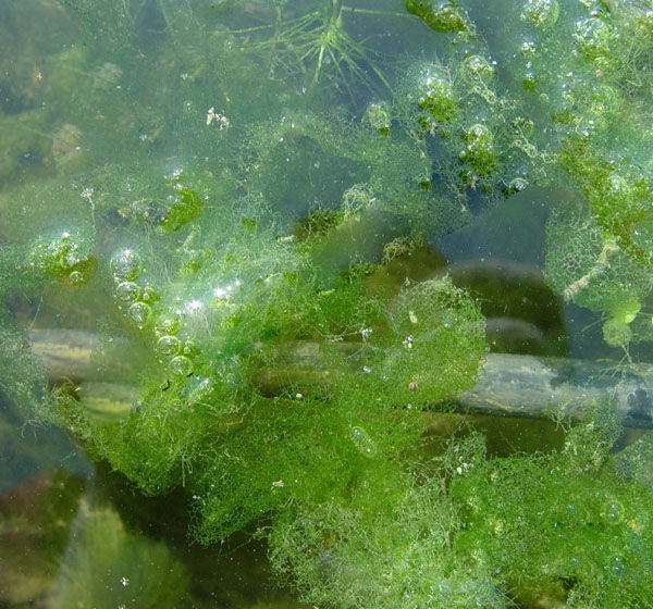 养殖池塘藻类有哪些,又该如何防治呢?