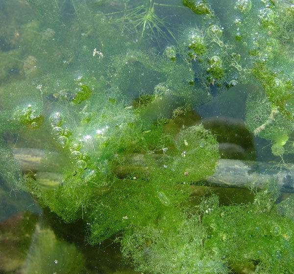 池塘水中的藻类植物图片