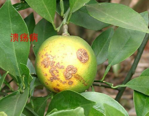 柑橘夏季病害防治