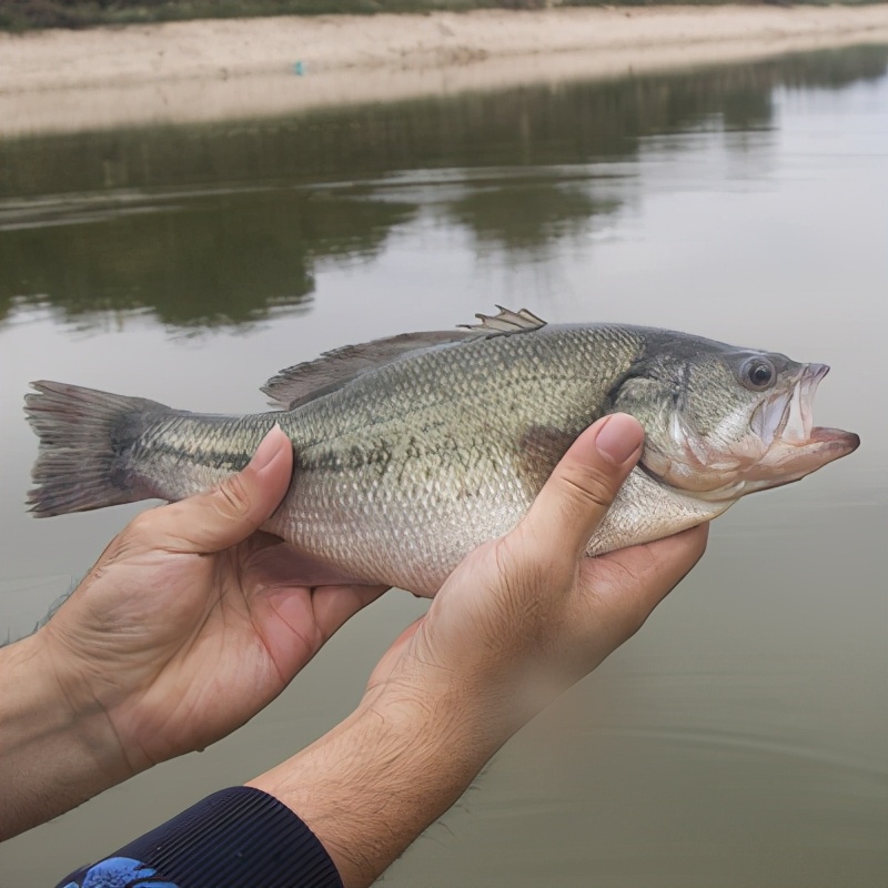 加州鲈分筛,转塘潜伏的危险:容易诱发加州鲈苗种烂嘴烂尾病