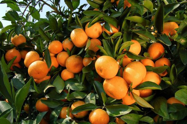 目前,我国晚熟柑橘主要分为宽皮柑橘和甜橙两类,柚的晚熟品种很少