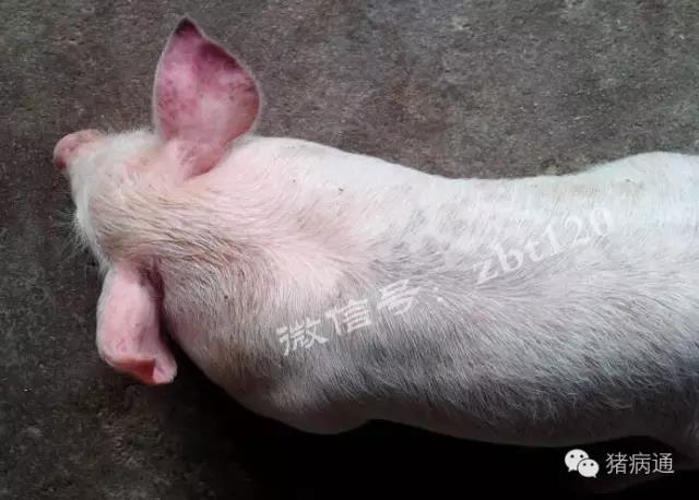 急性仔猪副伤寒耳,鼻端,肢体末端皮肤淤血