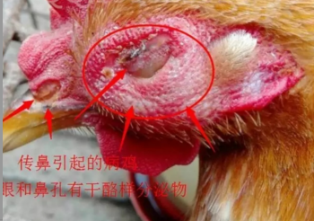 直观!图文并茂!看图识别鸡鼻炎!