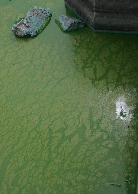 综合分析蓝藻及蓝藻水华的治理措施