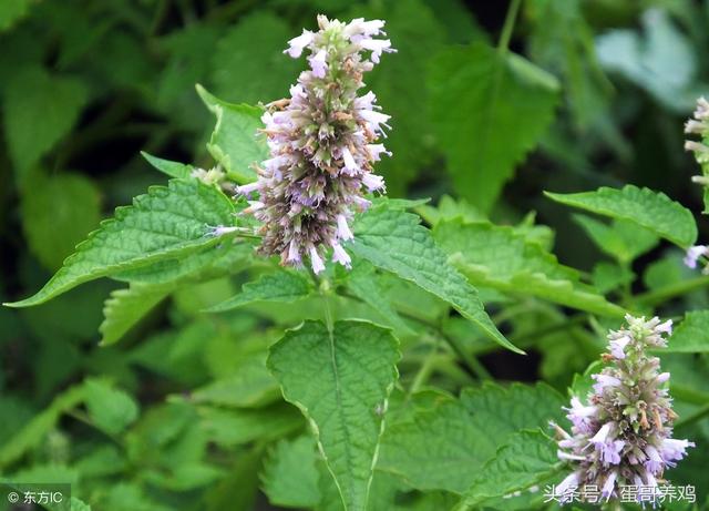但重点是,薄荷还能当药用,特管用!薄荷味辛,性凉,疏风散热,清利头