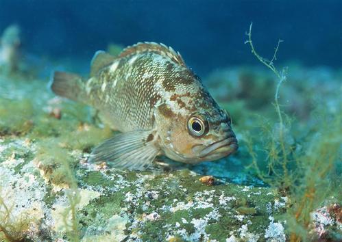 石斑魚苗開口後各階段的餌料種類及投餵方法