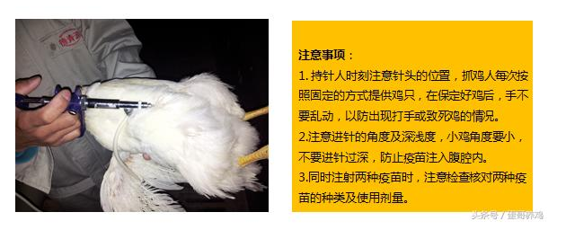 鸡的注射部位示意图图片