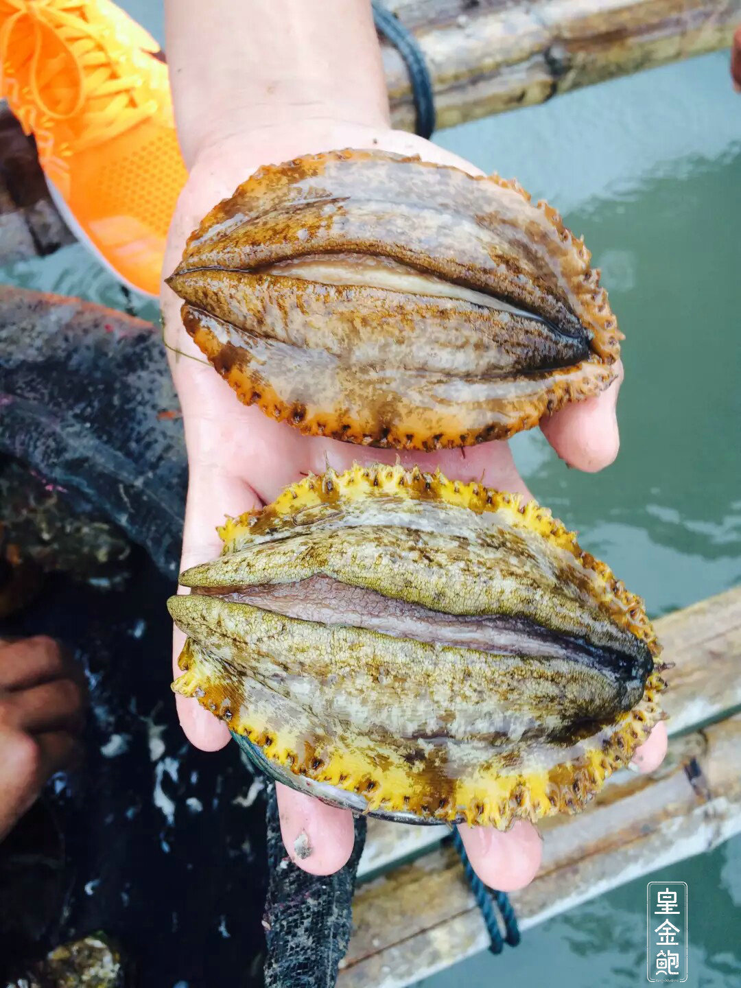 鲜活四头皇金鲍 4只/盒