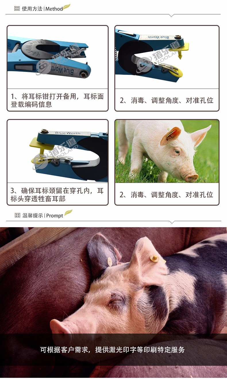 猪乐道 新款进口材质小猪耳标 标识管理耳标牌