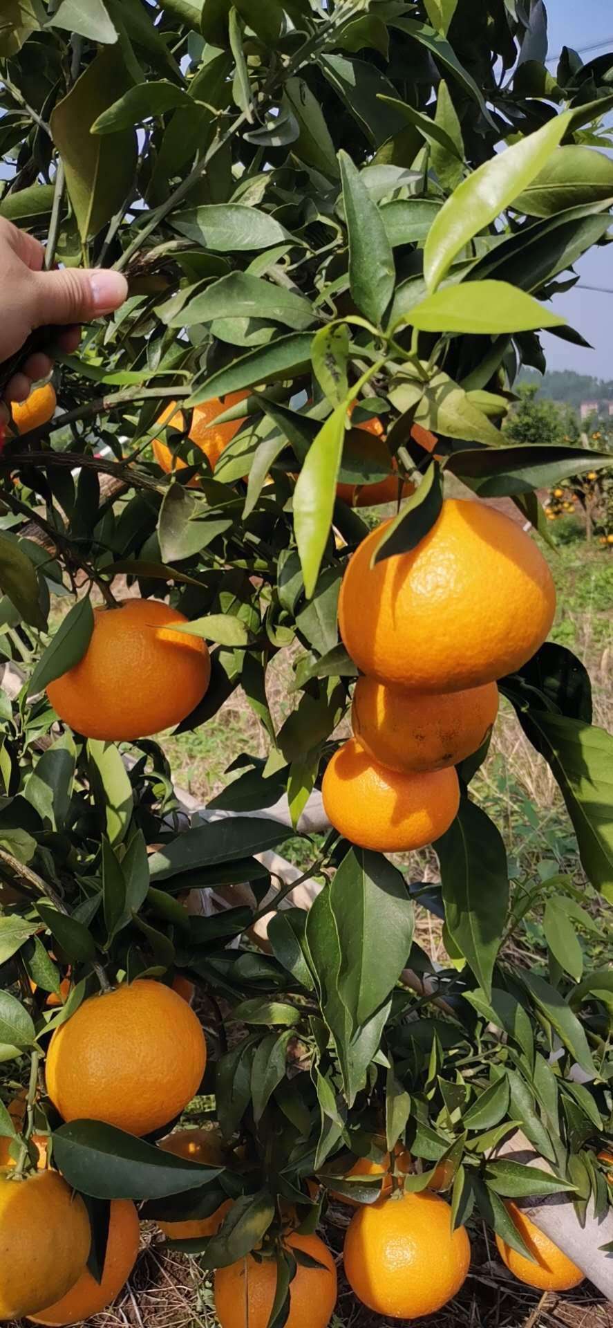 爱媛38_蔬菜瓜果_水果_柑橘_忠县旭景农业发展有限公司_农信商城