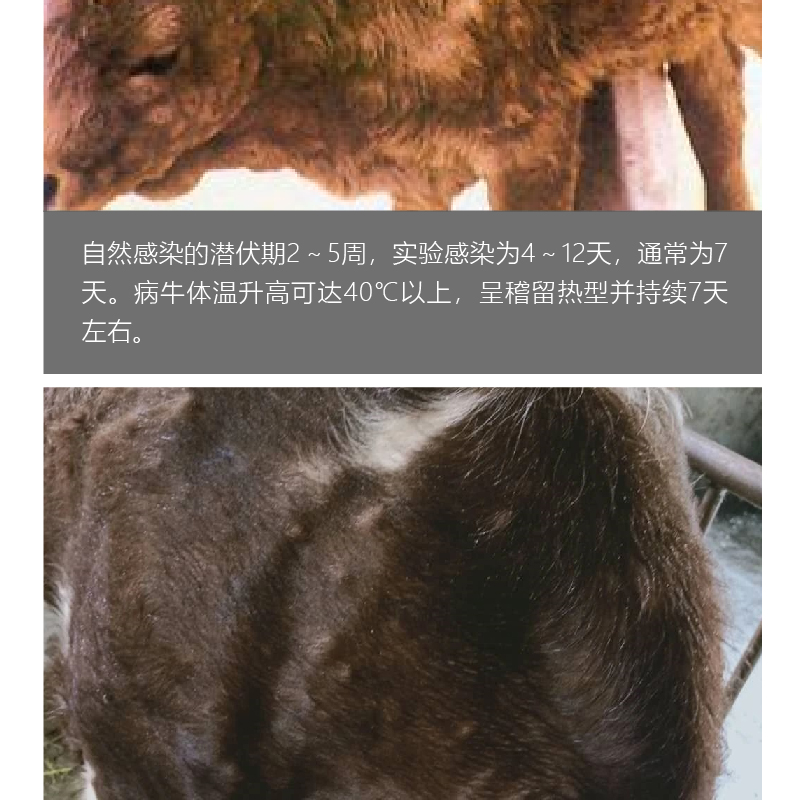 大中农结节康500g兽药牛结疹牛疙瘩病毒性皮肤病皮炎牛痘结节_饲料_饲料添加剂_其他饲料添加剂_大中农官方旗舰店_农信商城