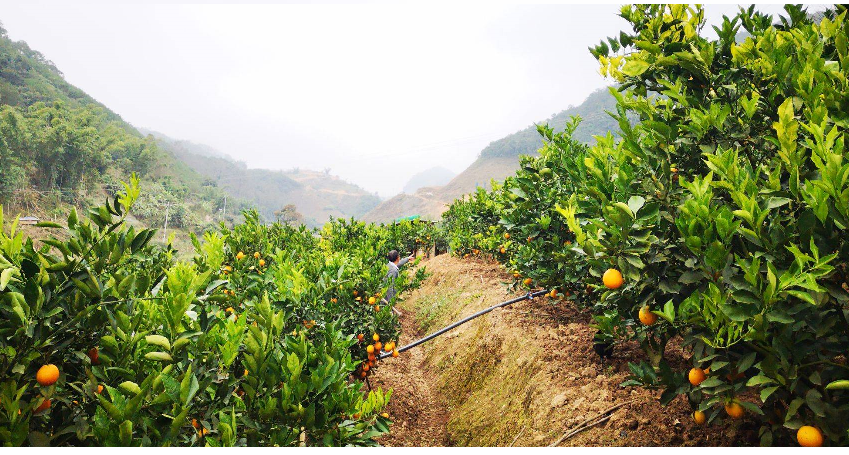 广西精品夏橙,主要由产地包括南宁,象州,桂林等地方专业团队负责采购